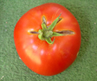 tomato image