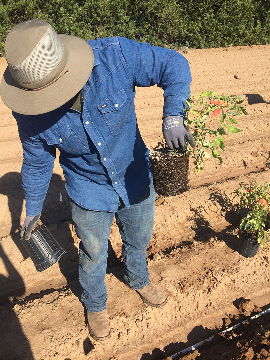 A worker is preparing the tomato plant to planting