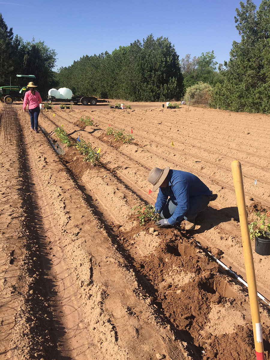 The view of the tomato harvest rows being planted